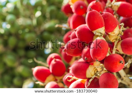 close up ripen fruit of lipstick palm or sealing-wax palm or  raja palm under sunlight