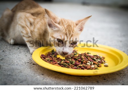 A cat eating instant food on the floor