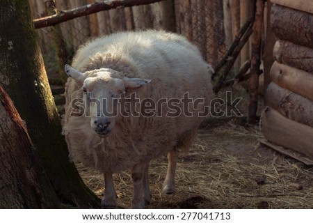 Old sheep waiting for the food.