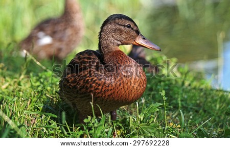 Young duck came ashore after swimming and became interested in photography