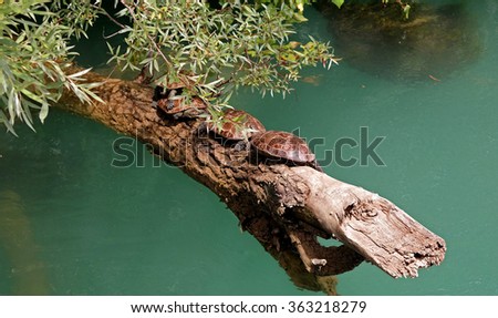 River turtles during the breeding season on the Manavgat River in Turkey