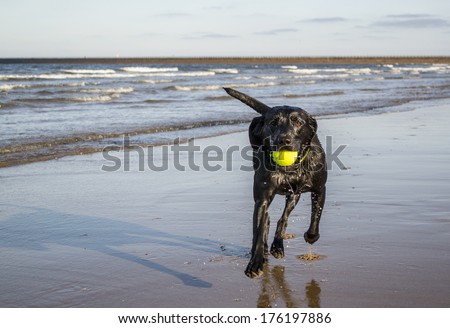 Black Labrador playing fetch the tennis ball on the beach
