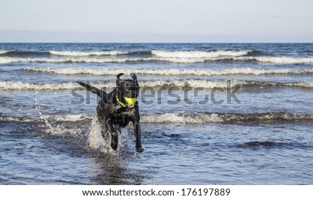 Black Labrador fetching tennis ball out of the ocean