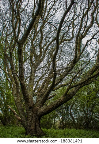 Close up of an old tree in British woodland