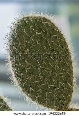 Cactus plant part