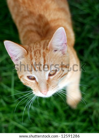 Orange striped tabby kitten looking up from a lush green lawn