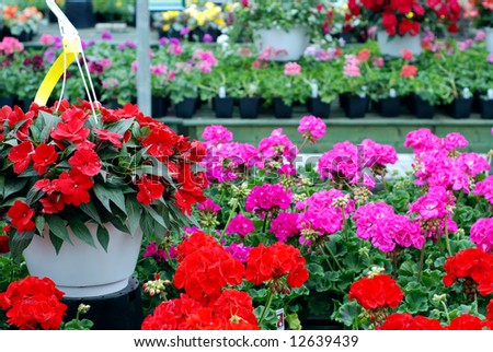 Garden center with many flowers on display for sale in early springtime