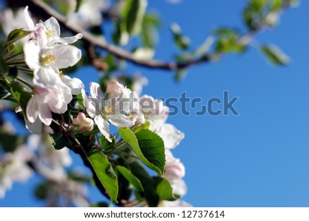 Close-up of an apple tree branch with clusters of  blossoms and a clear blue sky in background