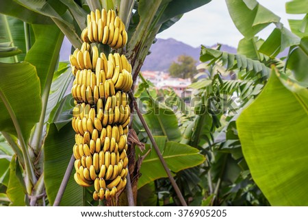 Banana tree with a bunch of growing ripe yellow bananas, plantation in rainforest mountains, Funchal, Madeira island.