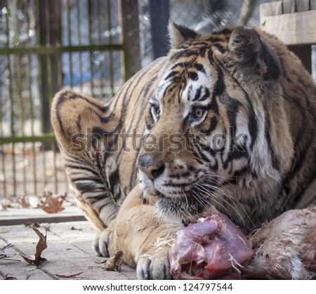 Tiger enjoys Thanksgiving leftovers.