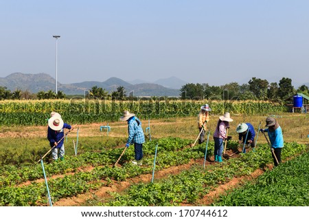 Rural farmers working on the field with mountain and sky background