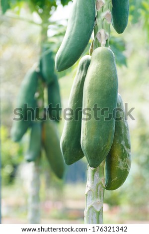 Young papaya fruit on the papaya tree