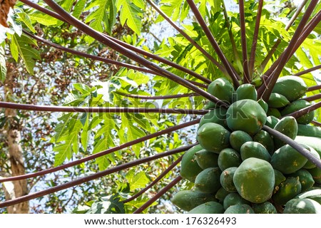 Young papayas fruit on the papaya tree