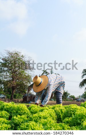Rural farmers woman working on the Vegetables field