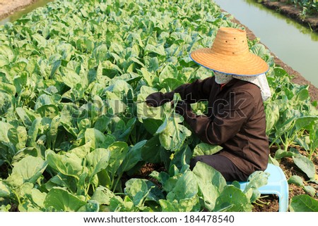 Thai woman rural farmers working at the Chinese Broccoli field