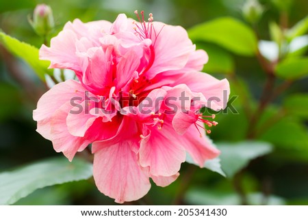 Pink hibiscus flower with green leaf background