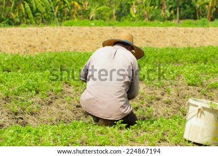 Farmer people planting in the urban farming field