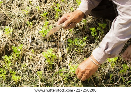 Hand of farmer working in the urban farm-3