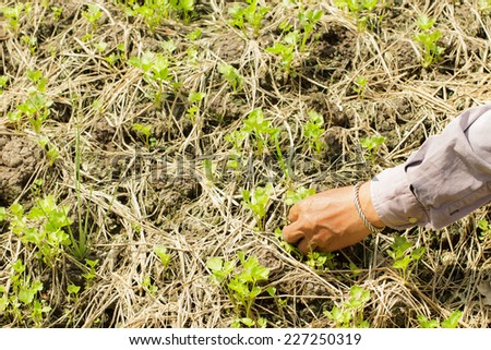 Hand of farmer working in the urban farm