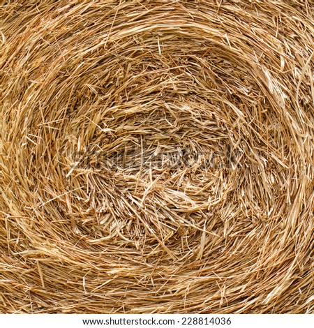 Rice straw background and texture