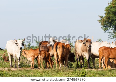 Group of cow in rural farm-2