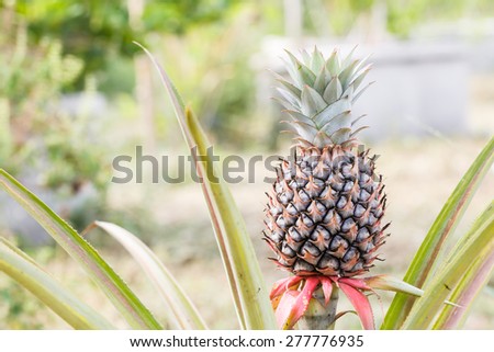 Pineapple fruit growing in farm