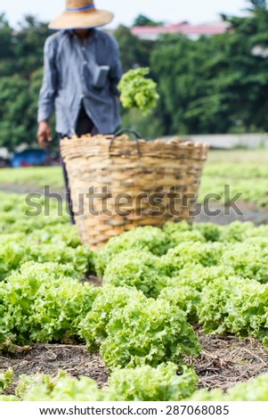 Lettuce plants field with rural farmer background