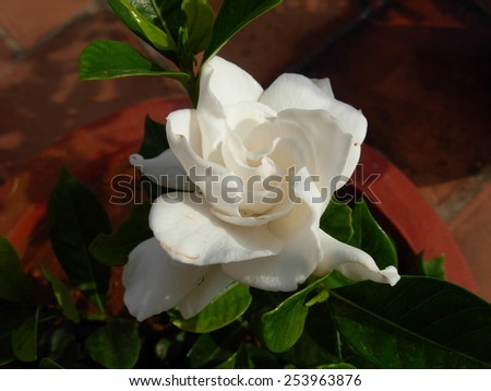 Night Flower Jasmine