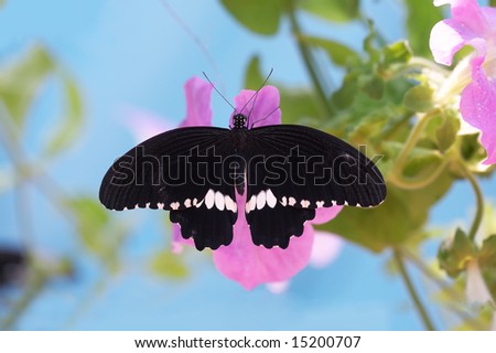 butterfly against a blue sky