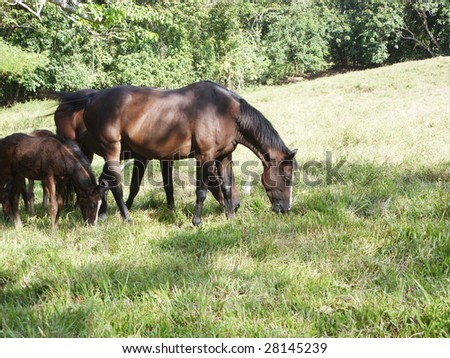 Horse Environment