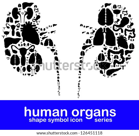 Human Internal Organs