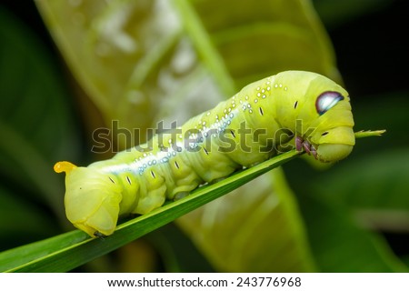 Green Caterpillar on green leaf