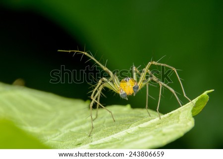 Cute Little Oxyopidae Spider