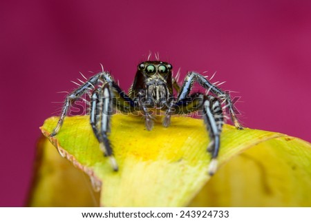 Cute Little Jumping Spider