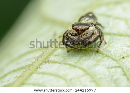 Cute Little Jumping Spider