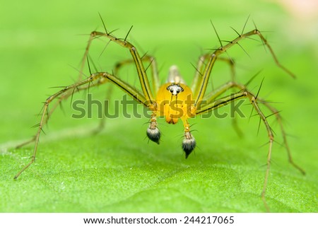 Cute Little Oxyopidae Spider
