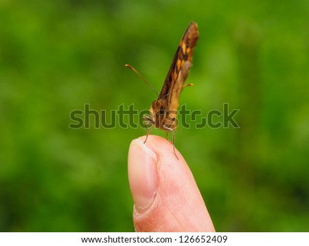 Butterfly resting on index finger over green background