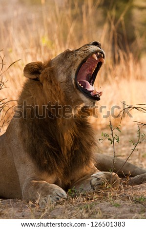 Male Lion Roaring