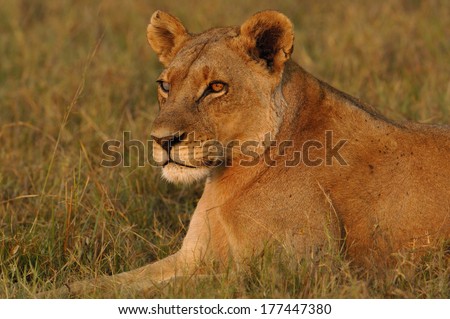 Lioness (Panthera leo) showing red face and neck after just having eaten. Her right eye is \'milky\' and obviously blind from an injury. Duba Plains area. Okavango Delta. BOTSWANA. Southern Africa.