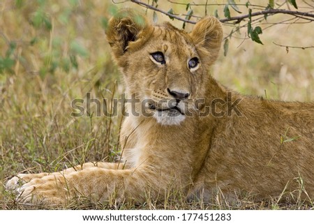 A little older lion cub laying in the bush in the Maasai Mara Kenya.