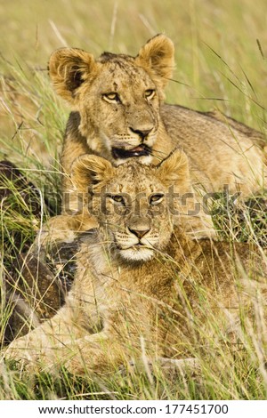 Group of lion cubs, Panthera leo, Masai Mara, Kenya