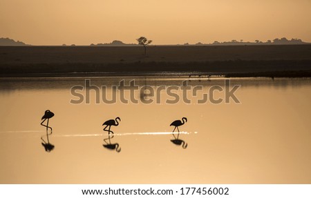Africa, Tanzania, Serengeti. Three Greater Flamingos at dawn in a small lake in the central Serengeti.
