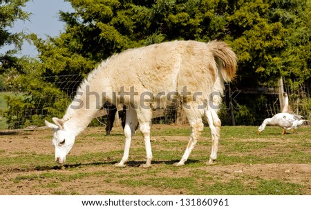 White and Tan Llama Grazing In a Field On a Farm