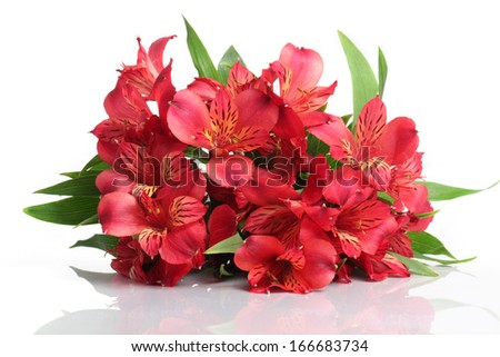 Bouquet from the red flowers, isolated on a white background.