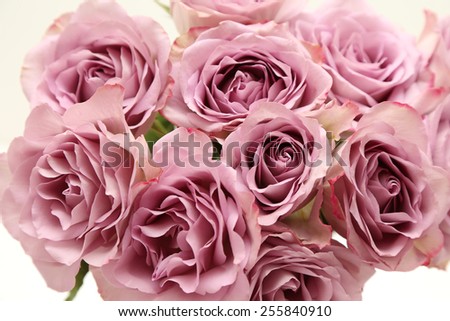Bouquet of beautiful roses on a white background.