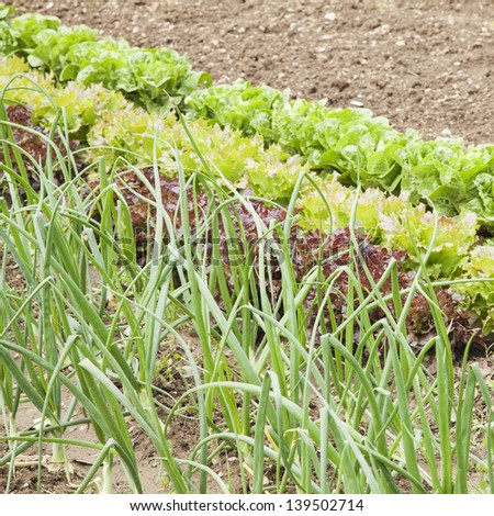 lettuces, onions and vegetables on a fertile soil. Square format./Onion and lettucces growing in a vegetable garden