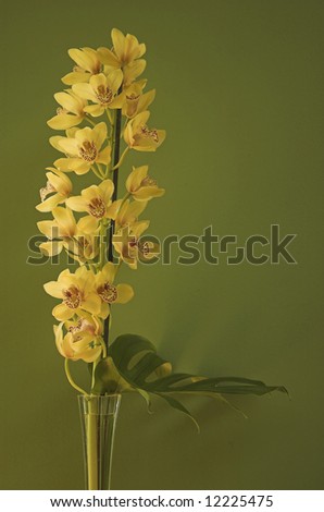 Yellow orchid flowers on a stalk, isolated on green, standing in a vase