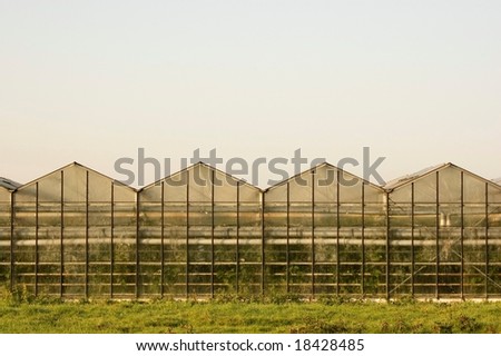 dutch greenhouse