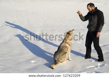 Czechoslovakian wolf dog being trained