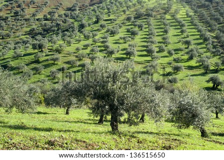 Olive orchards in the Andalusia region of Spain